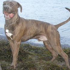 Blanding af racer Gino