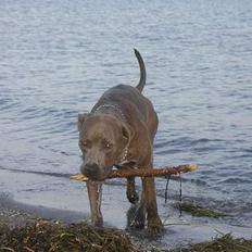 Blanding af racer Gino