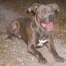 Blanding af racer Gino