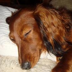 Dværggravhund Sille