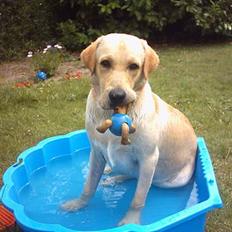 Labrador retriever Balou (RIP)