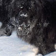 Newfoundlænder Baloo