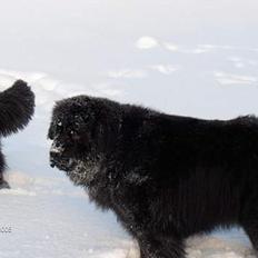 Newfoundlænder Baloo