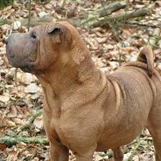Shar pei Ashley