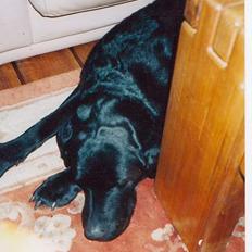 Labrador retriever (formel 1) fie <3 (død)