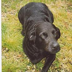 Labrador retriever (formel 1) fie <3 (død)