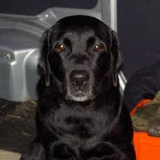 Labrador retriever sila