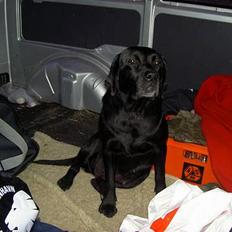 Labrador retriever sila