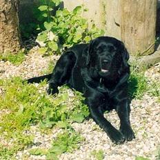 Labrador retriever sila