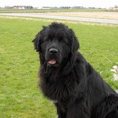 Newfoundlænder Nanna