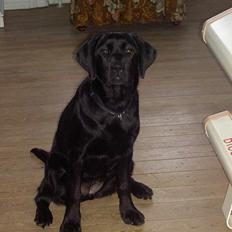 Labrador retriever Freja