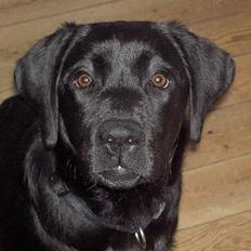 Labrador retriever Freja