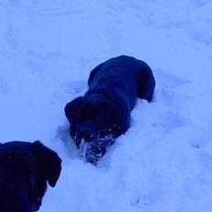 Labrador retriever Freja