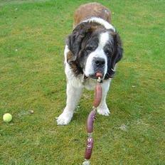 Sankt bernhardshund Hannibal