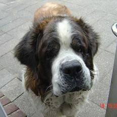 Sankt bernhardshund Hannibal