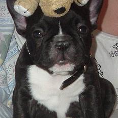 Fransk bulldog Alfredo