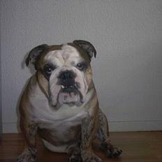 Engelsk bulldog Mojo * R.I.P. * :´(