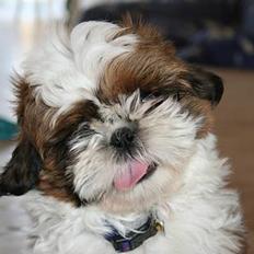 Shih tzu Kalle