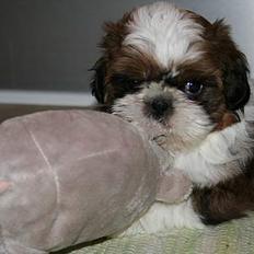 Shih tzu Kalle