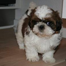 Shih tzu Kalle