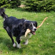 Border collie Freddy