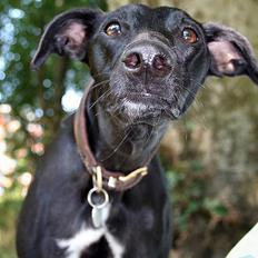 Whippet Dragonwing Cyclone (Thea)
