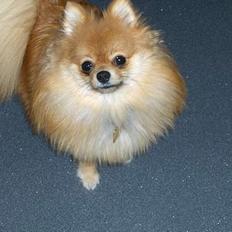 Pomeranian ** Chika **