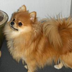 Pomeranian ** Chika **