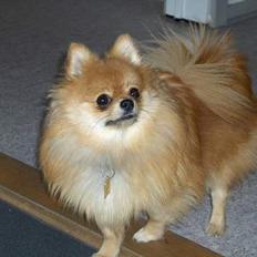 Pomeranian ** Chika **