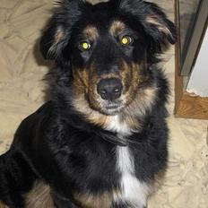 Blanding af racer Balder