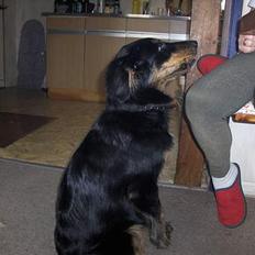 Blanding af racer Balder