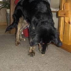 Blanding af racer Balder