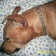 Amerikansk staffordshire terrier 2pac