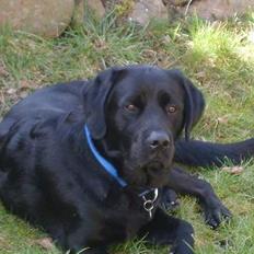 Labrador retriever Piratos