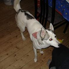 Siberian husky Maggi