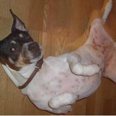 Dansk svensk gaardhund - Freja "Futte"