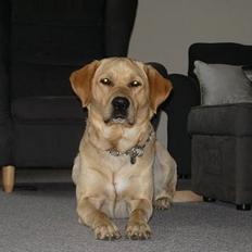 Labrador retriever Max