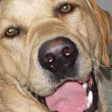 Labrador retriever Max