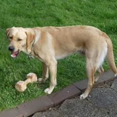 Labrador retriever Max