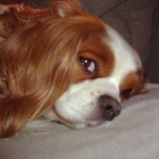Cavalier king charles spaniel Chilli