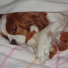 Cavalier king charles spaniel Chilli