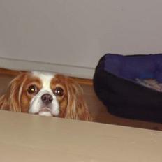 Cavalier king charles spaniel Chilli
