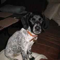 Blanding af racer Rikke