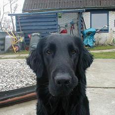Flat coated retriever Lucky