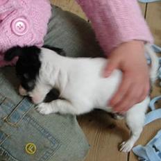 Chihuahua Tjalfe R.I.P Juni 2011