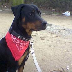 Blanding af racer Kenzo 