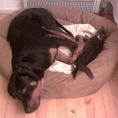 Blanding af racer Kenzo 