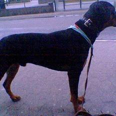 Blanding af racer Kenzo 