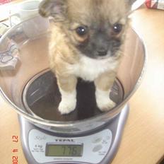 Chihuahua Kiwi