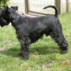 Dvaergschnauzer Laban